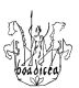Boadicea-AM